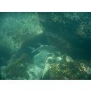 Trachinotus rhodopus Gill, 1863