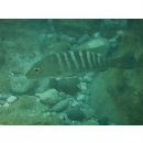 ルチャヌス・ノベムファスキアトゥス