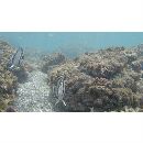 イースト・パシフィック・バタフライフィッシュ