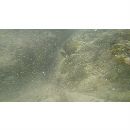 Acanthurus xanthopterus Valenciennes, 1835