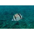 イースト・パシフィック・バタフライフィッシュ