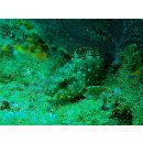 Epinephelus labriformis (Jenyns, 1840)