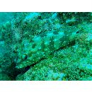 Epinephelus labriformis (Jenyns, 1840)