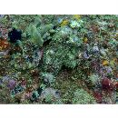 Scorpaena mystes Jordan et Starks, 1895