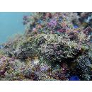 Scorpaena mystes Jordan et Starks, 1895