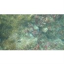 Muraena lentiginosa Jenyns, 1842