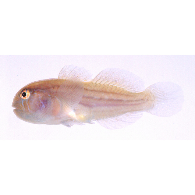 魚類写真資料データベース - KPM-17761