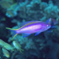 魚類写真資料データベース - 検索結果