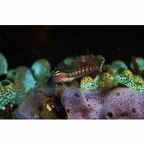 魚類写真資料データベース - 検索結果