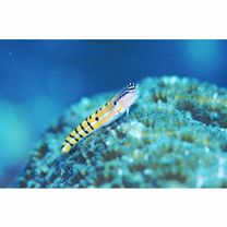 フサギンポ、ヒラメ フサギンポ | 魚類 | 市場魚貝類図鑑