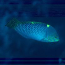 魚類写真資料データベース - 検索結果