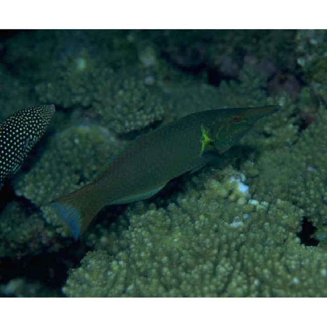 魚類写真資料データベース - KPM-31444