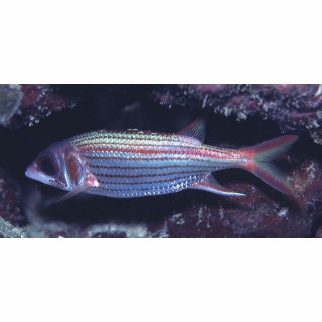 3543 外国切手 ミクロネシア 1995年 魚類 4種完 1965年 台湾の魚類 4種セット 台湾発行 | 切手,東アジア | 趣味