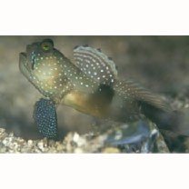 魚類写真資料データベース - 検索結果