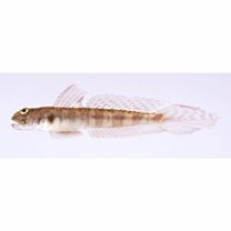 魚類写真資料データベース - 検索結果