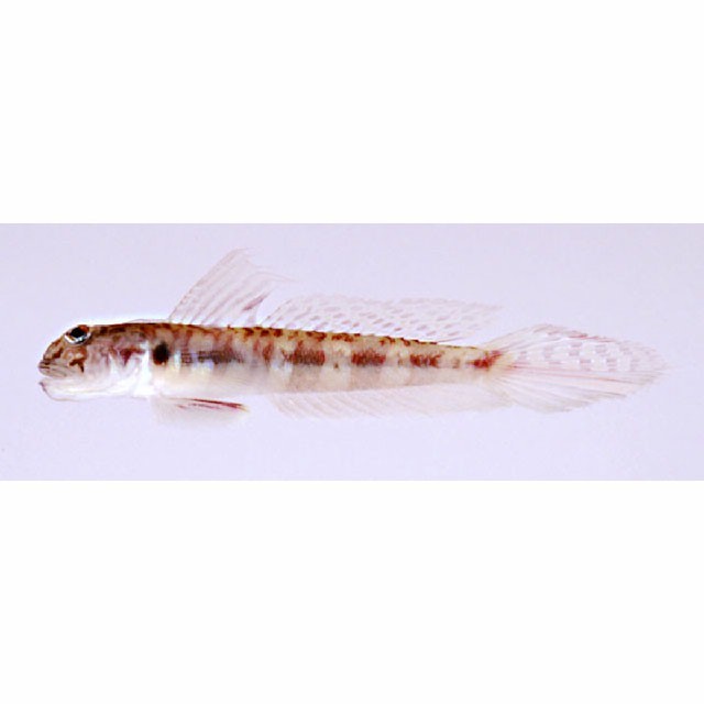 【超貴重文献】Catfishes (tpf出版社©️1989初版) FOOL'S MATE 1991年11月号 X特集 - メルカリ