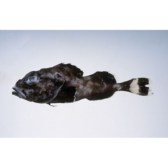 魚類写真資料データベース Kpm