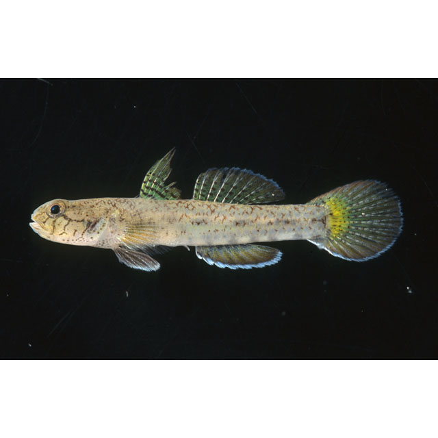 魚類写真資料データベース - KPM-43223