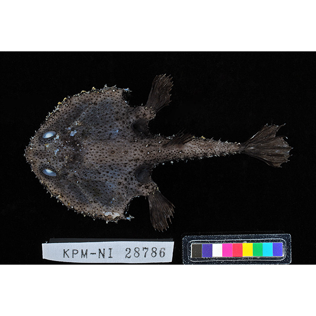 魚類写真資料データベース - KPM-45089