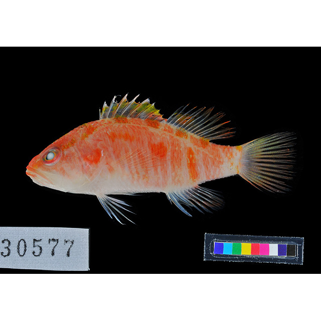 魚類写真資料データベース - KPM-45676