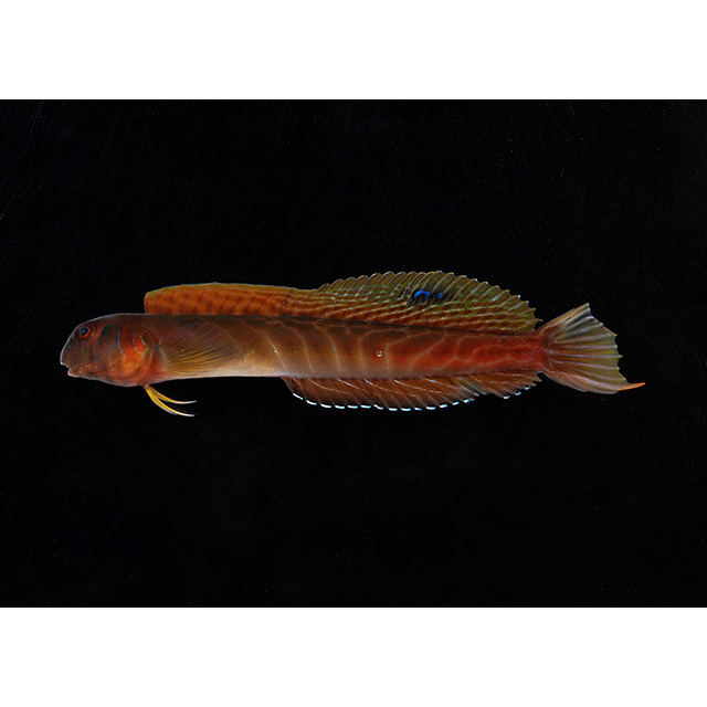 魚類写真資料データベース - KPM-45824