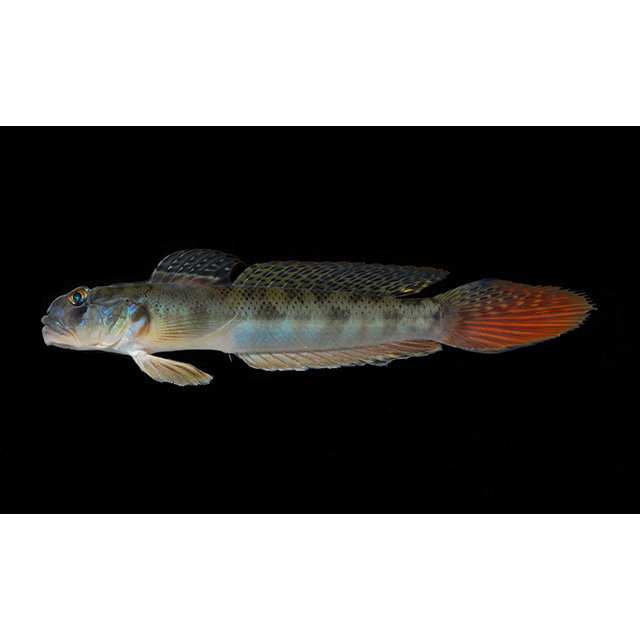 魚類写真資料データベース - KPM-46075
