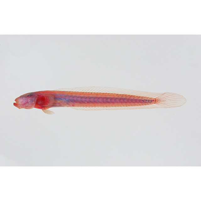 魚類ページ 魚類写真資料データベース - KPM-46355