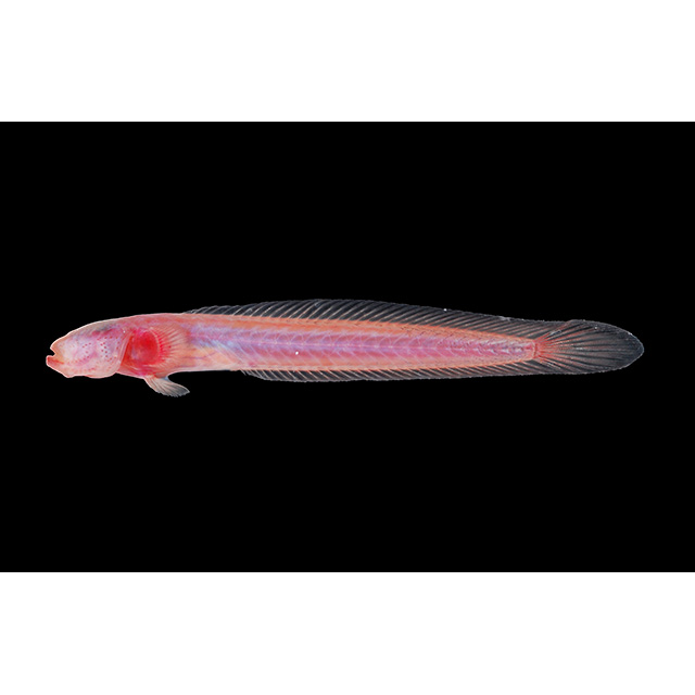 魚類写真資料データベース - KPM-46355