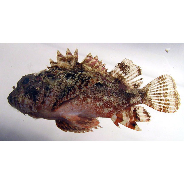 FishPix-detail