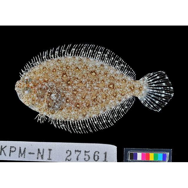 魚類写真資料データベース - KPM-49600