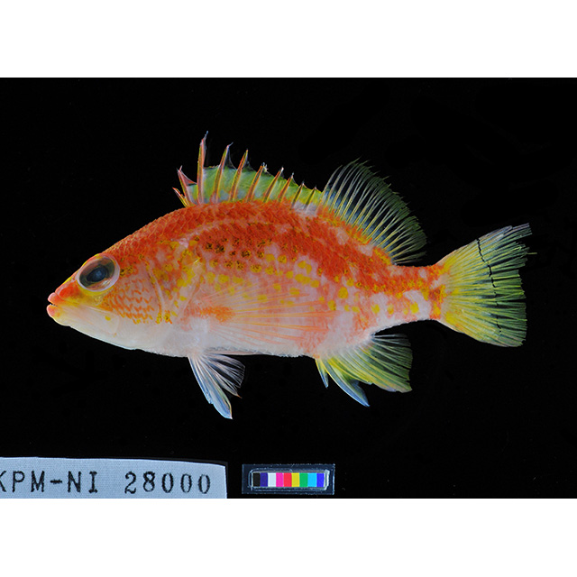 魚類写真資料データベース - KPM-49661