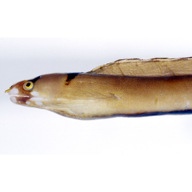 魚類ページ 魚類写真資料データベース - KPM-52892