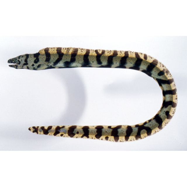 ウツボページ Explorers - Explorers added a new photo.