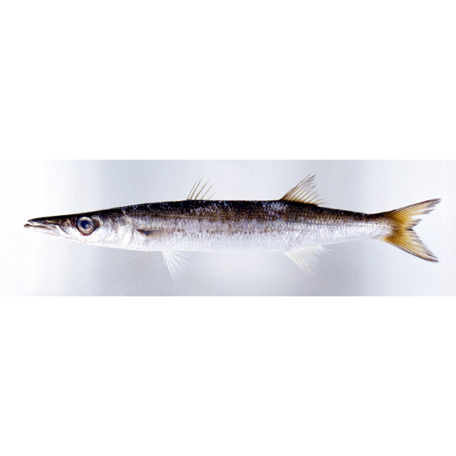 魚類写真資料データベース Kpm 魚類写真資料データベース Kpm