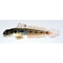魚類写真資料データベース - 検索結果