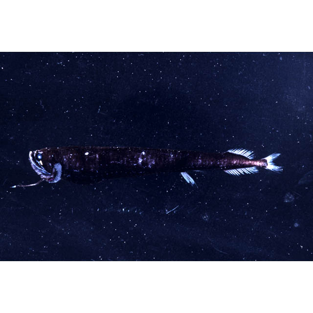 海様 9月26日順次発売｜CONVERSE × SHINYAKOZUKA 