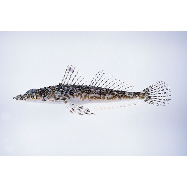 魚類写真資料データベース - KPM-59713