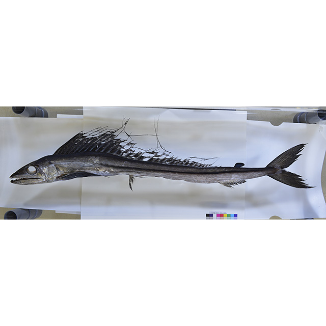 魚譜 楽譜】魚座の痣 / Hammer Head Shark (エレキギター / 初〜中級