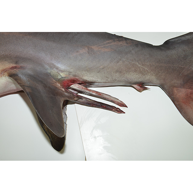 魚類写真資料データベース - KPM-108242
