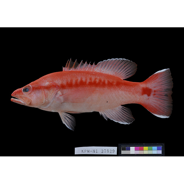魚類写真資料データベース - KPM-108268