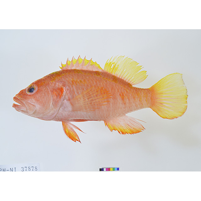 熱帯魚様 Amazon | (熱帯魚 ベタ)ベタ クラウンテール 色おまかせ オス