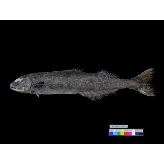魚類写真資料データベース - KPM-109429 魚類写真資料データベース - KPM-109429