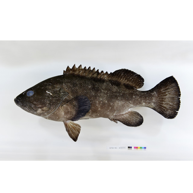 魚類写真資料データベース - KPM-109600