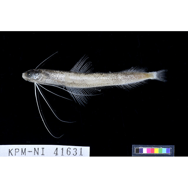 魚類写真資料データベース - KPM-109891
