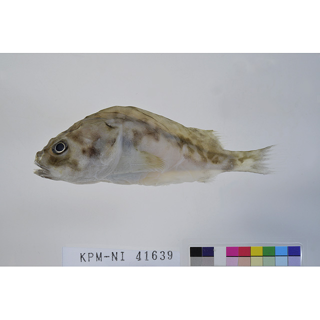 魚類写真資料データベース KPM