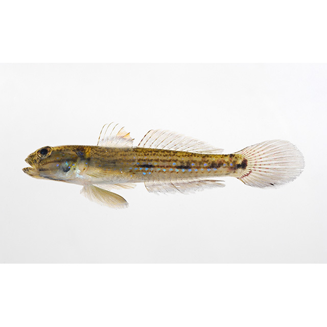 魚類写真資料データベース - KPM-131309