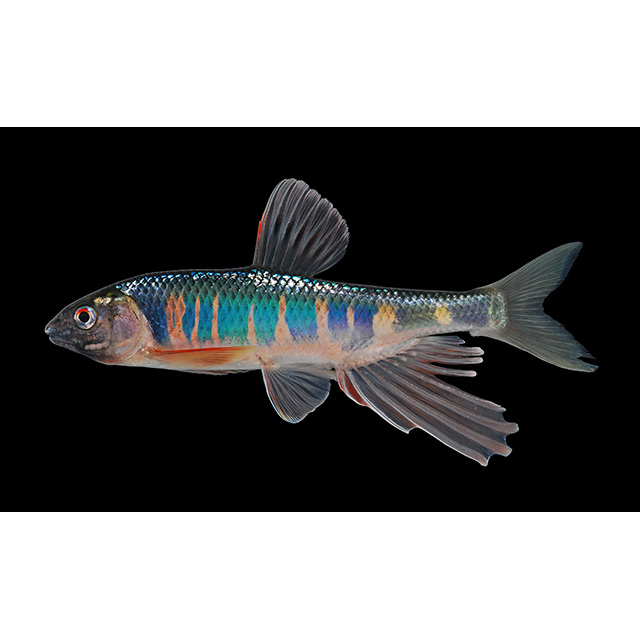 Long-P ロングP オイカワ