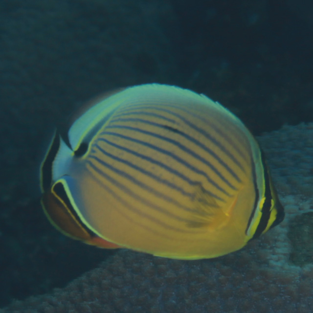 魚類写真資料データベース Kpm