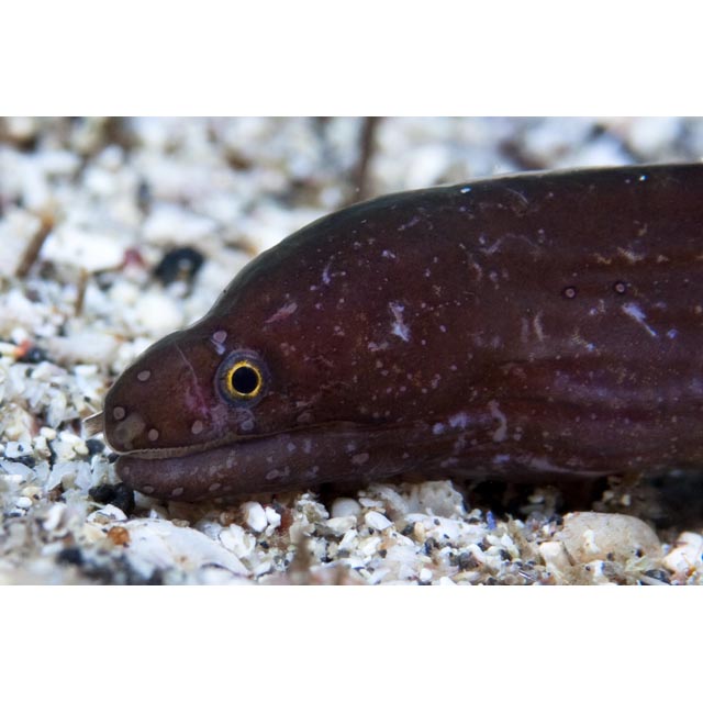 魚類写真資料データベース - KPM-142088