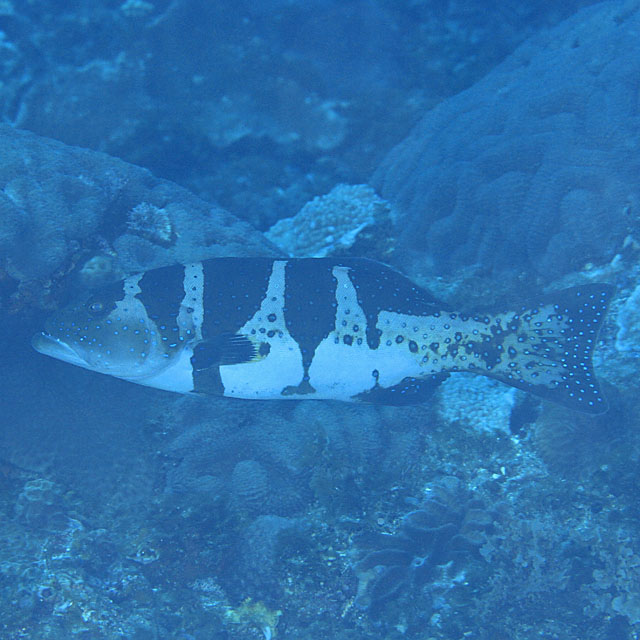 魚類写真資料データベース - KPM-147044